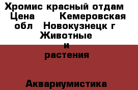 Хромис красный отдам › Цена ­ 1 - Кемеровская обл., Новокузнецк г. Животные и растения » Аквариумистика   . Кемеровская обл.